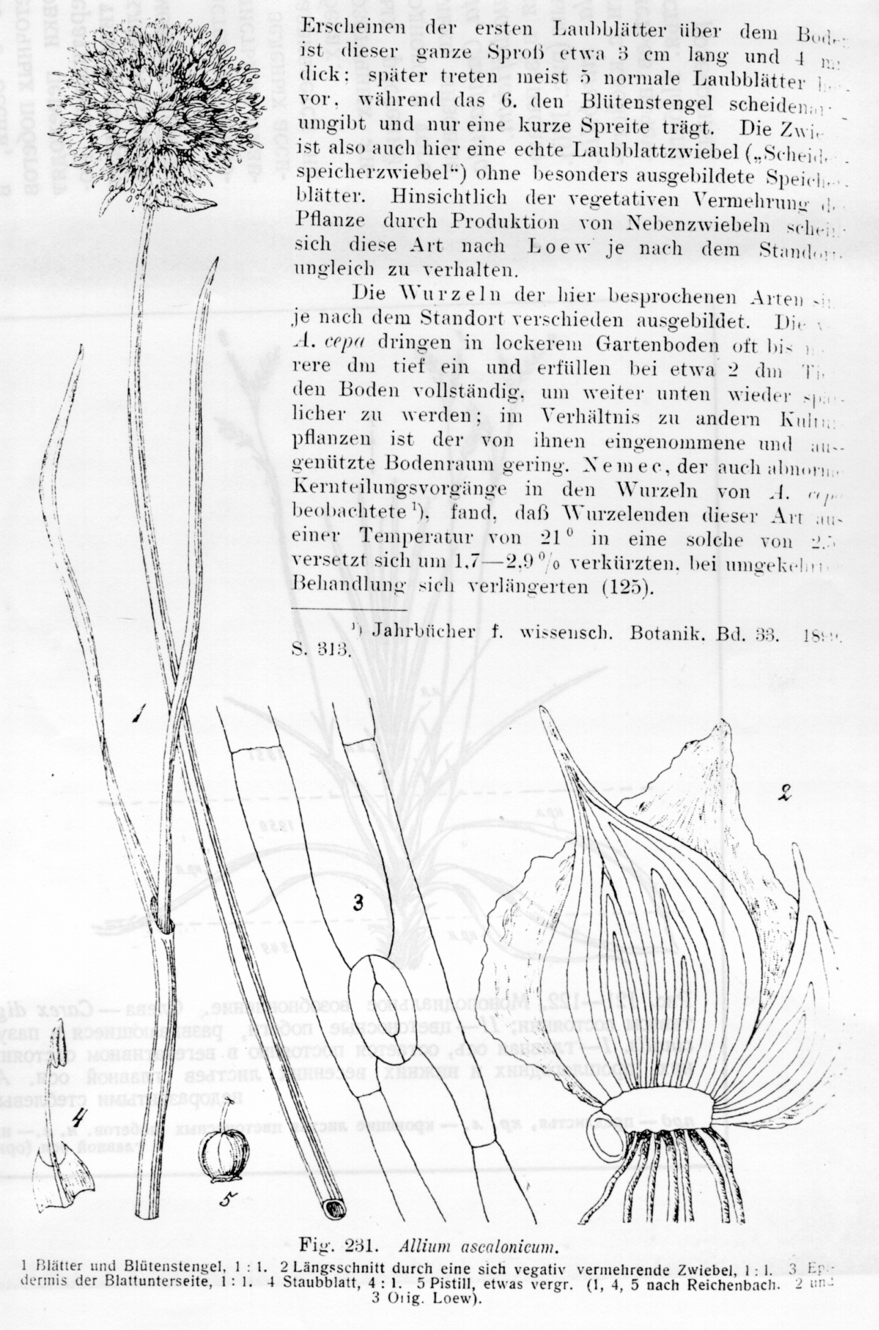 Allium Ascalonicum